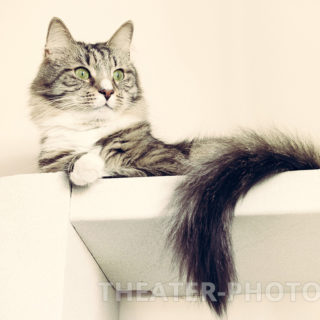 Кот