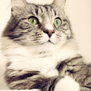 Кот