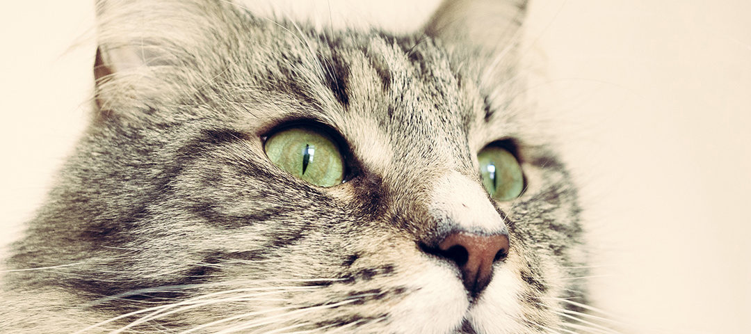 Кот