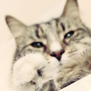 Кот