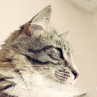 Кот