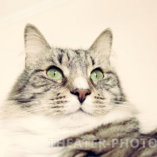 Кот