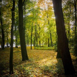 Осень на Елагином