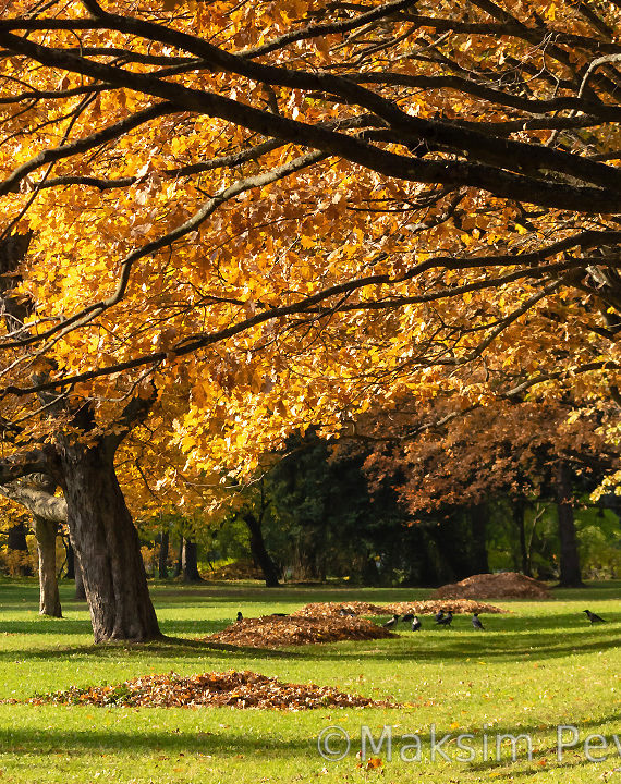 Крестовский остров