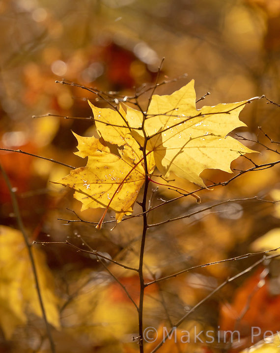 Крестовский остров