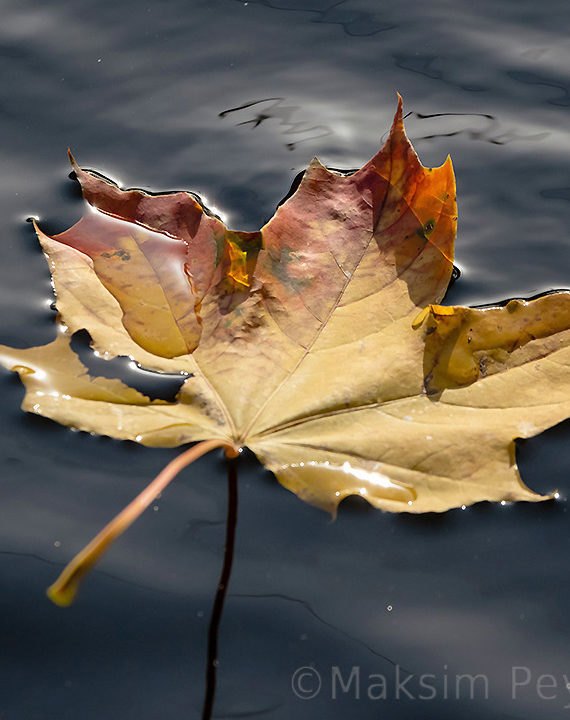 Крестовский остров