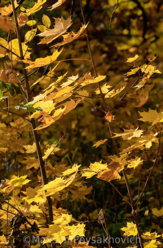 Крестовский остров